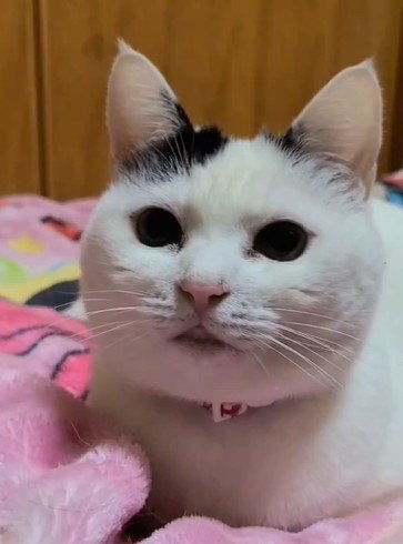 猫のアルバム画像