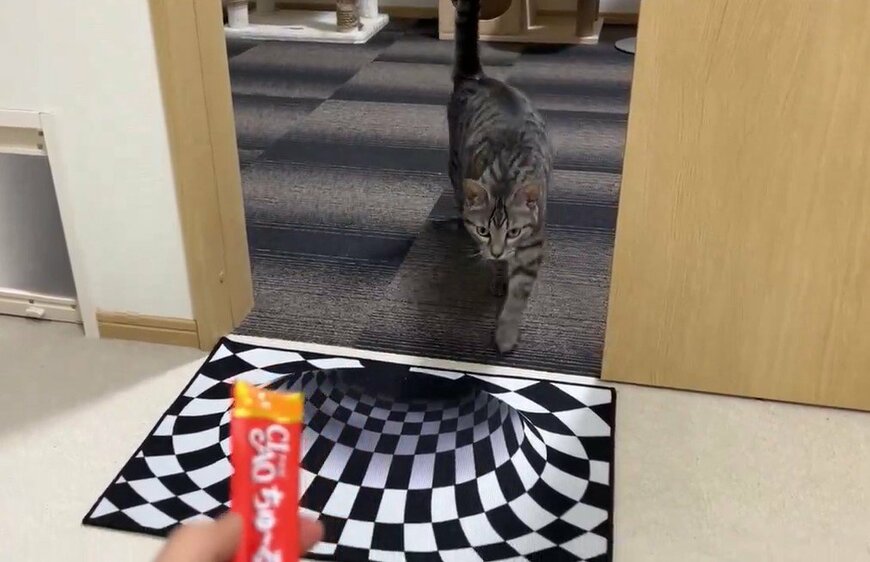 トリックアートと猫