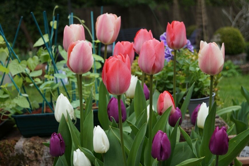 ピンク・紫・白のチューリップの花