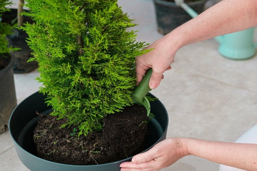 緑色のプランターにコニファーを植えつけている様子