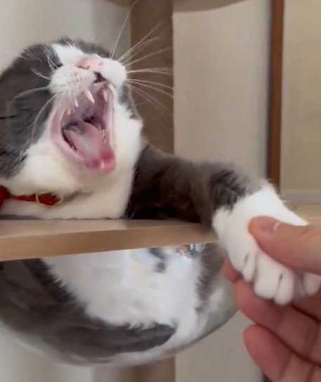 握手したい猫