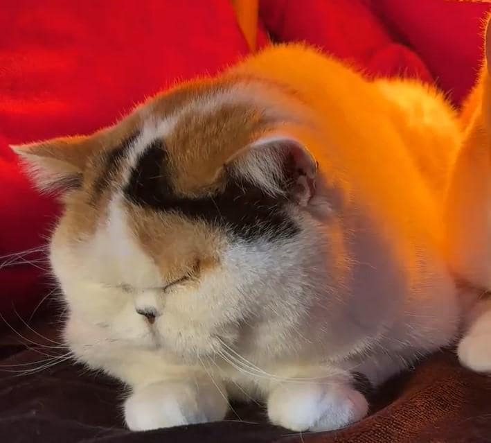 こたつと眠り猫