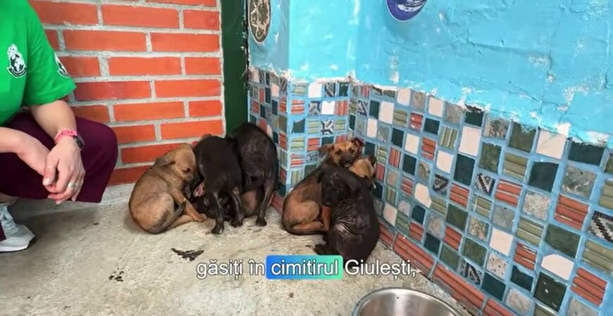 保護施設のスタッフに見守られる子犬たち