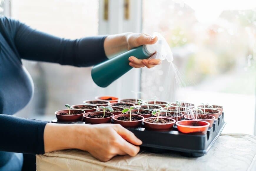 霧吹きで植物に水をあげている様子
