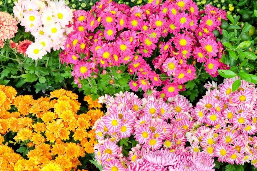 ピンク、オレンジ、白など、色とりどりの花を咲かせている、ポットマム