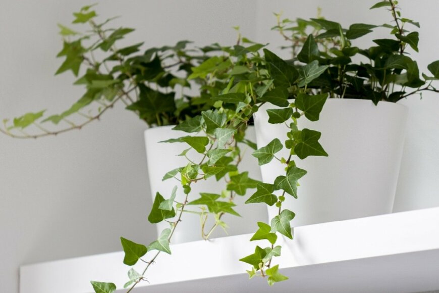 観葉植物のアイビー（ヘデラ）。