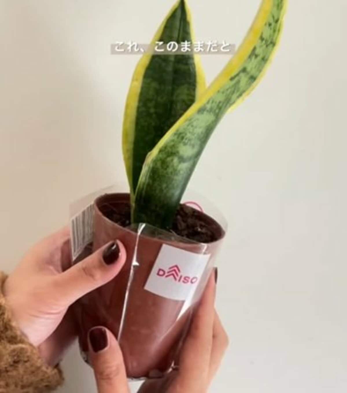 100均DIYで家がもっとおしゃれに！観葉植物を極めるアイデア