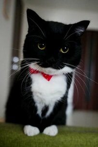 【プレゼント待機中】冬スタイルの猫ちゃん登場！可愛すぎてサンタも振り返るレベル