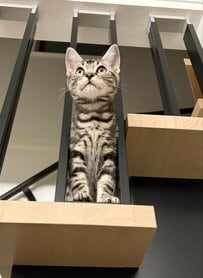 「生後3ヶ月の子猫」を半年後に同じ場所で撮影　可愛い変化に「可愛さはそのまま」