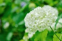 玄関先や狭い庭に植えっぱなしOK《初夏に白い花が咲く》低木4選！いい香りの花や日陰に強い木も