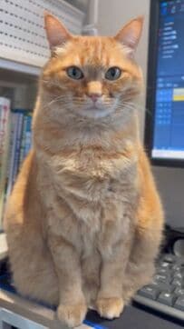 「作業中大体これ」保護猫の羨ましすぎる『ハラスメント』に1.8万いいね