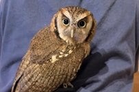 【人間の背中に乗るフクロウ】くつろいでいると思ったら→思いがけない行動にほっこり