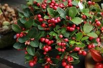 たった3苗で秋冬の玄関先が映える《赤い実がなる低木×多年草×秋冬の花》センスのいい組み合わせ3例 