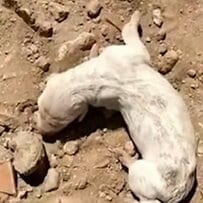 荒れ地に転がっていた生まれたばかりの仔犬を保護、多くのサポートですくすくと成長する姿に感動