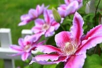 暑さに強い【夏咲きクレマチス】初心者でも育てやすい品種7選＆育て方のコツ！夏庭が華やかに