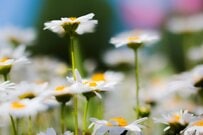 【早春のホワイトガーデン】おすすめの《寒さに強い》花＆カラーリーフ12選！日陰に強い植物も