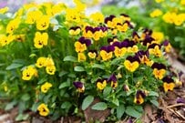 【自動でもらえるわけじゃない】60歳以上《シニア向け公的給付5選》雇用保険関連3種＋年金上乗せ給付2種