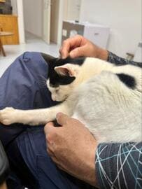 夫「もう仕事行かん」出勤前の猫の行動に共感の声が続出