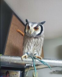 【真剣だけどちょっとキュートなフクロウ】“熱中症、気をつけてね！”と訴えるような眼差しにほっこり