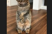 寒くて起きた猫さん「完全に冷え性の女子」ションボリ顔が可愛い