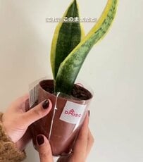 【100均DIY】ダイソーの〈観葉植物〉を長く楽しみたい！枯れにくく、見た目も垢抜ける技に「参考にさせていただきます」の声