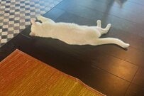 子猫との遊びが「ひと段落した先輩猫」　休憩中に起こった「まさかの展開」に驚きの表情を見せる