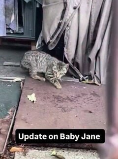 「三本脚でも怖いものなし」脚の重傷を乗り越えた子猫、正式に里親募集開始で歓喜の声