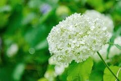 玄関先や狭い庭に植えっぱなしOK《初夏に白い花が咲く》低木4選！いい香りの花や日陰に強い木も