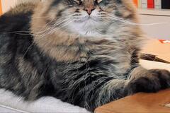 眠気と戦いながら飼い主を見守る猫　菩薩のような『頑張り顔』にホッコリ