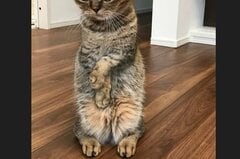 寒くて起きた猫さん「完全に冷え性の女子」ションボリ顔が可愛い