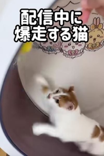 爆走する白茶猫「トロ」ちゃん