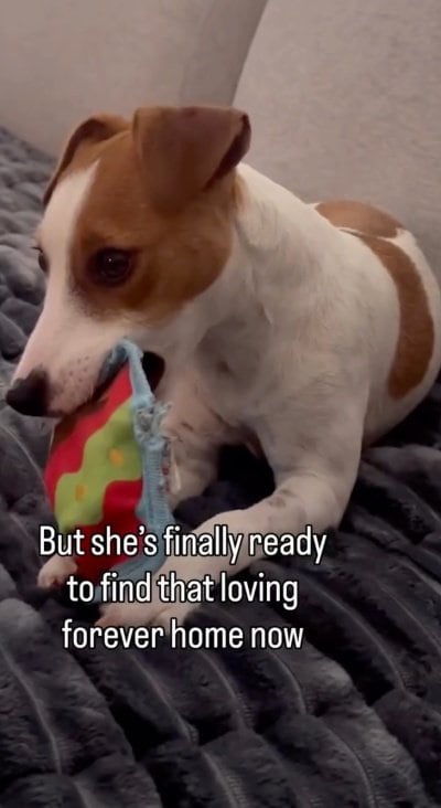 出所:<u><a href="https://www.instagram.com/p/DZ5eNynBOvr/" target="_blank">@lets.rescue.dogs</a></u>