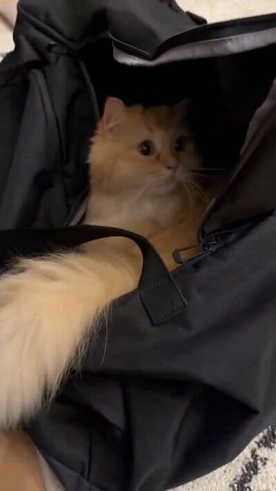 バッグの中のエマちゃん
