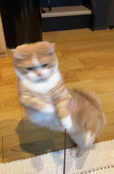 短い手足を懸命に伸ばす姿が愛らしいですね