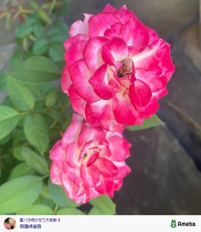 假屋崎省吾のAmebaブログ投稿