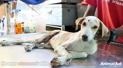【保護犬】太ももに深い傷を負い動けなかった犬→手術後の様子に喜びの声　命をつないだ救助と回復の軌跡