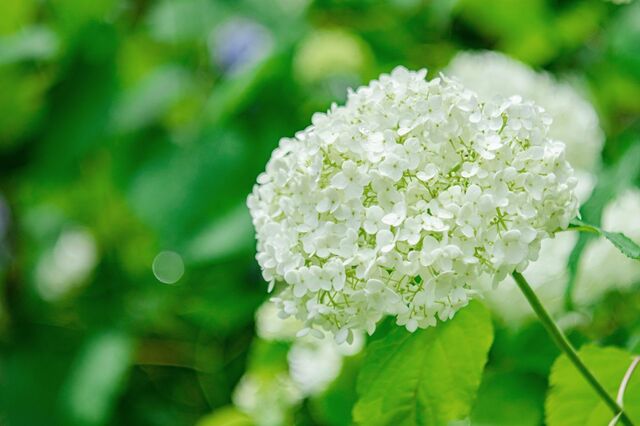 玄関先や狭い庭に植えっぱなしOK《初夏に白い花が咲く》低木4選！いい香りの花や日陰に強い木も