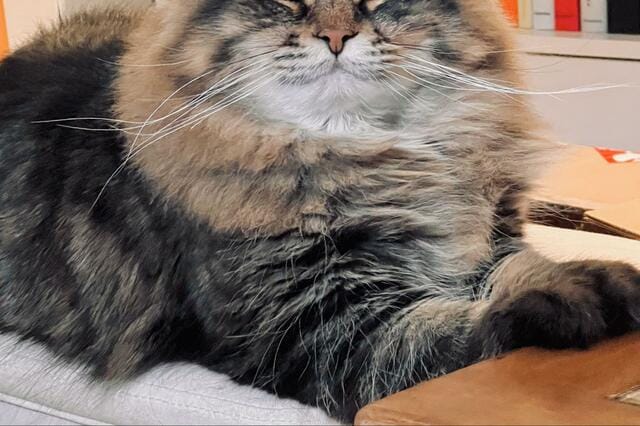 眠気と戦いながら飼い主を見守る猫　菩薩のような『頑張り顔』にホッコリ