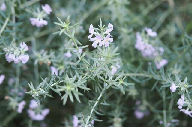 たった3株で「玄関先があか抜ける」植えっぱなしOK！センスのいい《低木×多年草》組み合わせ3例