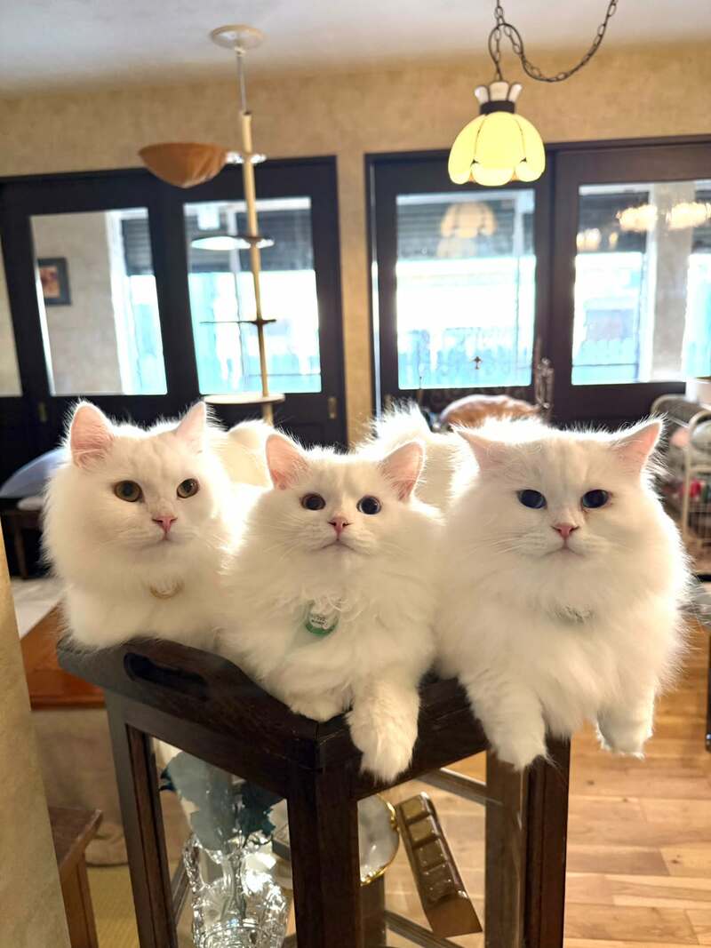 お茶を準備する「飼い主を見つめる白猫」 絵本の世界のような3匹の格好にホッコリ