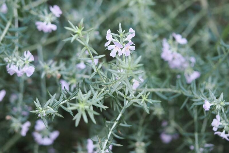 たった3株で「玄関先があか抜ける」植えっぱなしOK！センスのいい《低木×多年草》組み合わせ3例