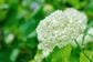 玄関先や狭い庭に植えっぱなしOK《初夏に白い花が咲く》低木4選！いい香りの花や日陰に強い木も