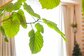 オシャレな観葉植物【フィカス・ウンベラータ】丈夫で生育が早い！初心者にもオススメ