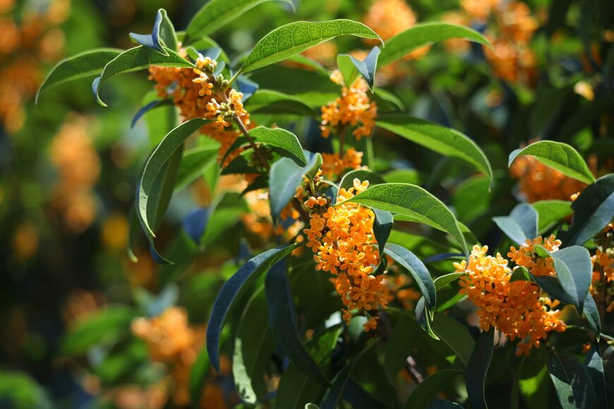 Florist Kuniko/Shutterstock.com