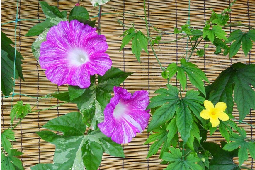 ranmaru_/istockphoto.com