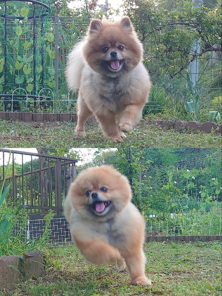 走り込みで鍛える犬さん　剛腕マッチョなボディが心を和ませてくれる…！