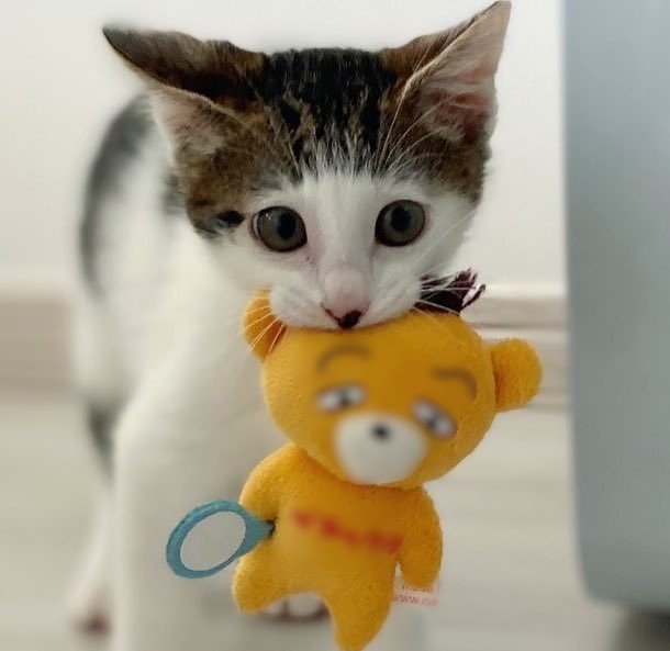 出所：@Saeroyi_cat