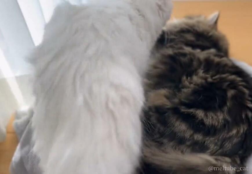 出所：@meltube_cat