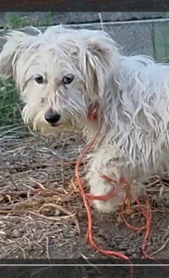 「まだ名前が決まっていない」　ロープと毛玉にまみれ40℃を生き延びた保護犬に反響