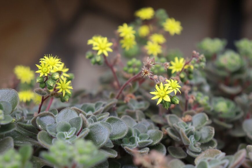セダム　Zra_Mirazroa/shutterstock.com